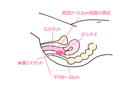 泌尿器科の専門医が解説】ペニス増大手術に関して知っておきたい８つの知識