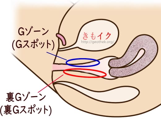 中イキ（膣イキ）のやり方とは？ Gスポット開発のコツを詳しく解説 | シンデレラグループ公式サイト