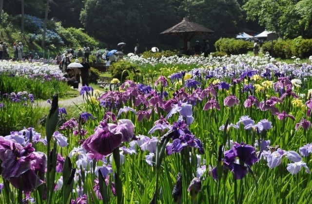 花・見ごろ】岐阜県百年公園の菖蒲 | 関市 | 子供とお出かけ情報「いこーよ」