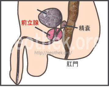 アナルセックスの快感と正しいやり方完全マニュアル】男女共通の開発法 | 【きもイク】気持ちよくイクカラダ