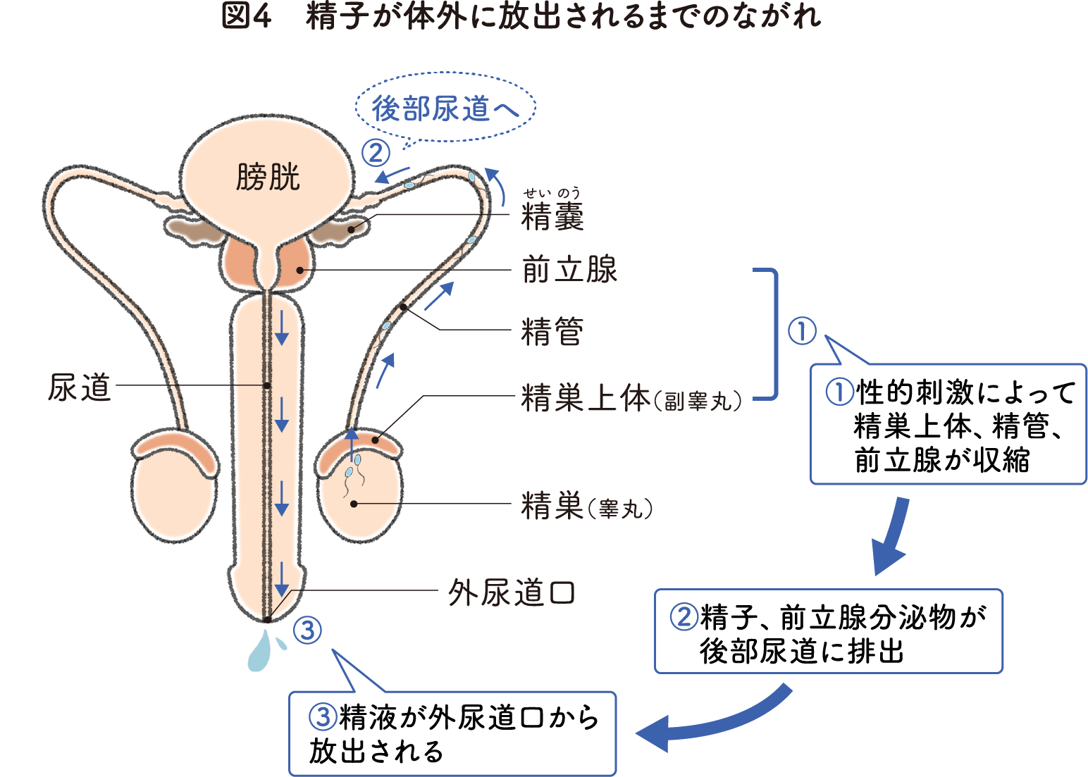 ウクライナ 兵士で広がる精子凍結 「夫の命が明日奪われても…」 戦時下で迫られる選択とは |