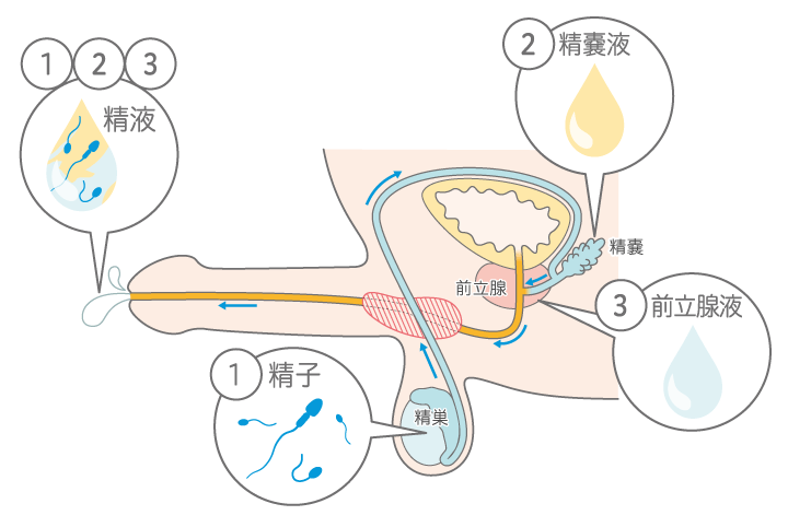 我慢汁とは？カウパー液でも妊娠する理由【医師監修】 - 夜の保健室