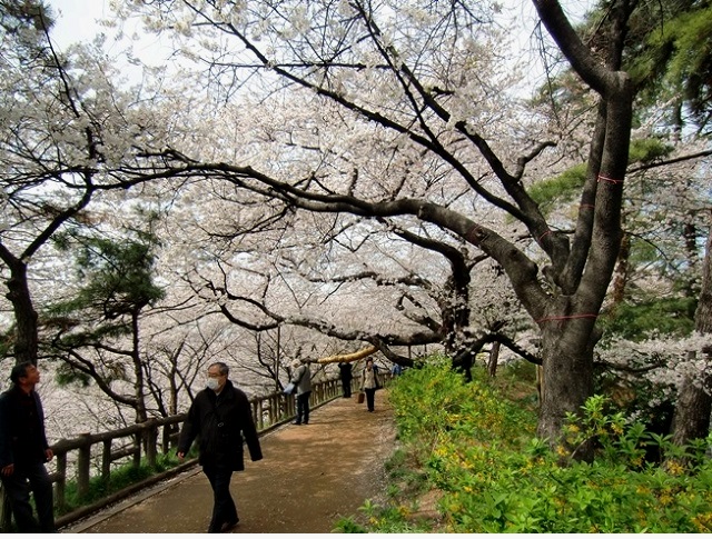 コモレ四谷と桜 | Today's COMBRIDGE