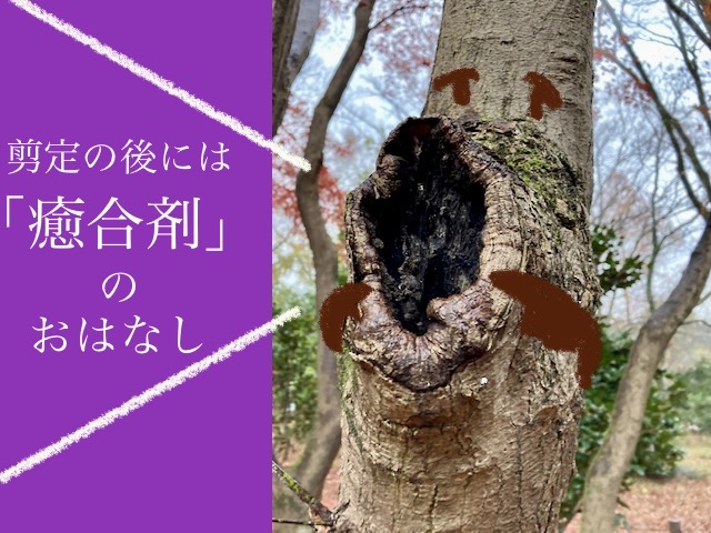 せん定・接木の切り口・傷口の保護に「ゆ合剤 1kg」