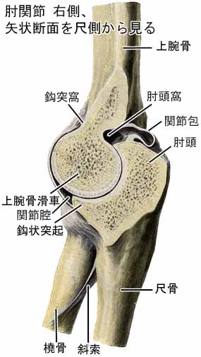 肘」の書き順 画数 正しい漢字の書き方 かくなび