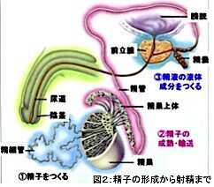 妊娠のしくみ | 八重垣レディースクリニック【島根県松江市の不妊治療】