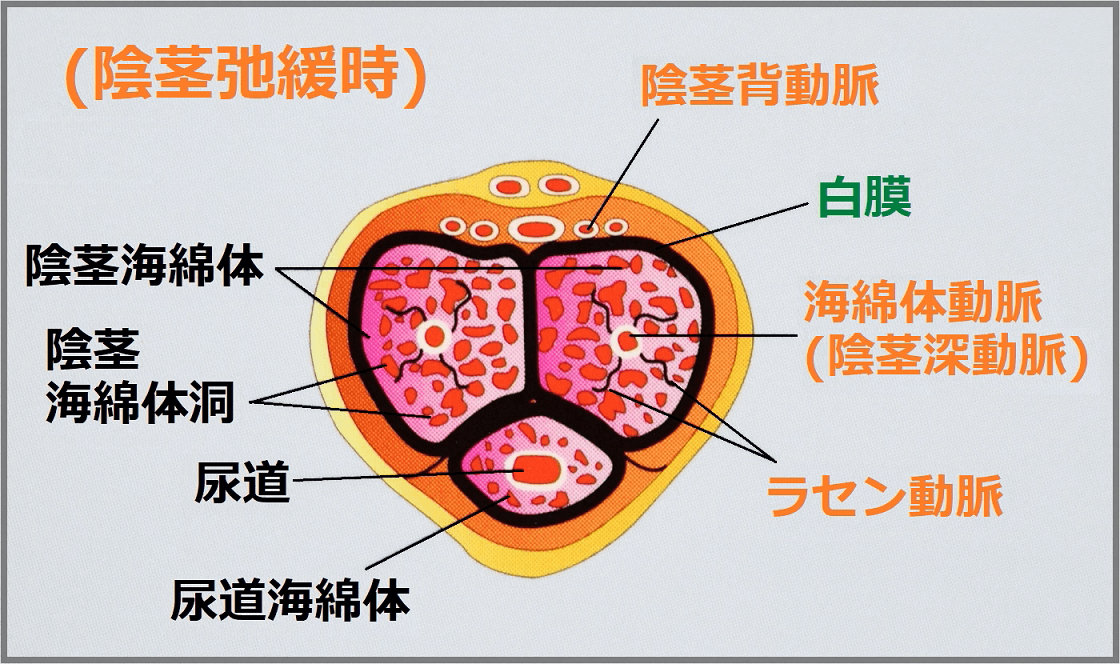 彼氏がすぐに勃つ！その原因と勃ちやすい男性心理とすぐ勃起の対処法【ラブコスメ】