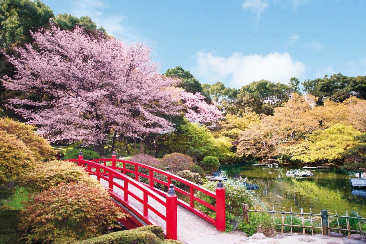 四谷土手 桜[10754003550]の写真・イラスト素材｜アマナイメージズ