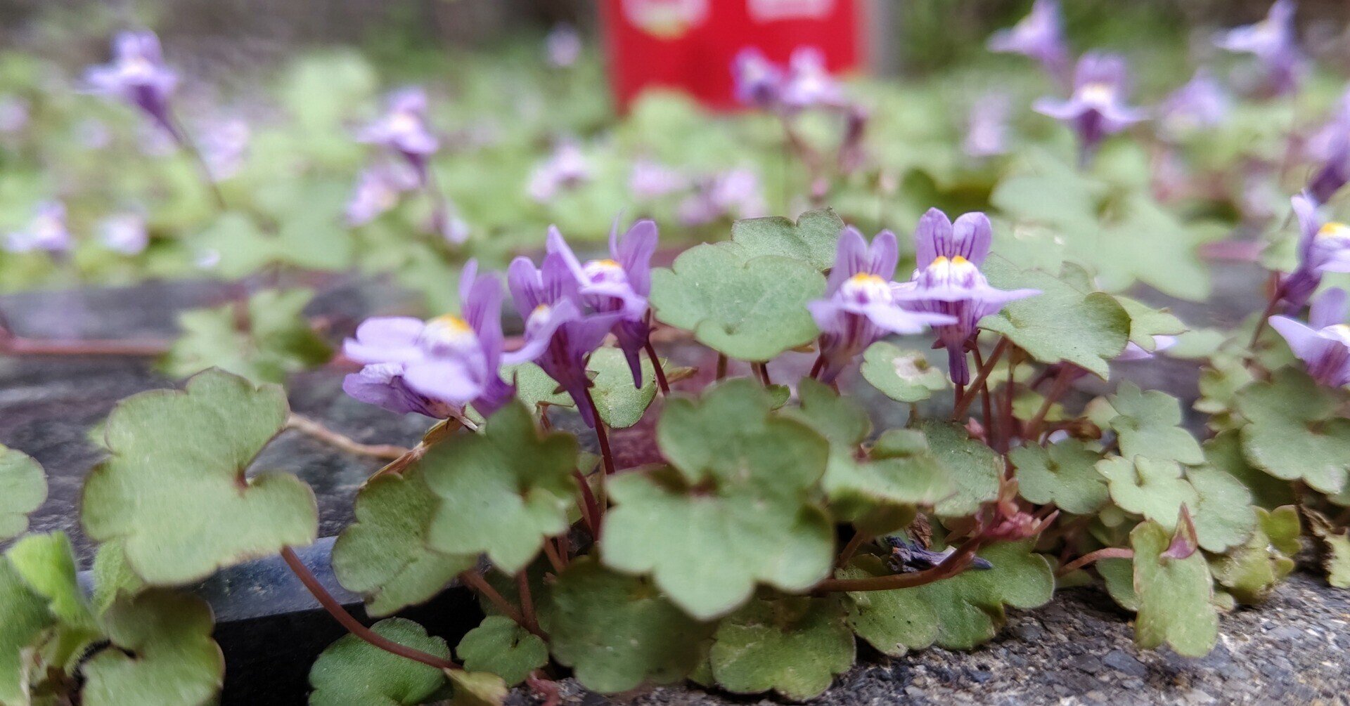 個人業務委託 出前館の配達員の登録方法と始め方をわかりやすく解説 - フードデリバリー Navi