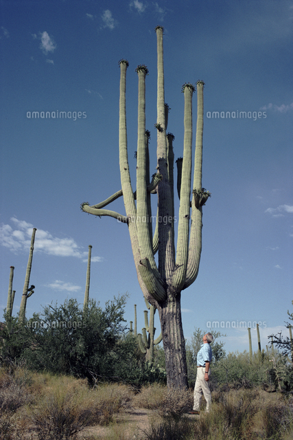 強棘大株 弁慶柱 5号 柱サボテン カーネギア ギガンティア 弁慶柱