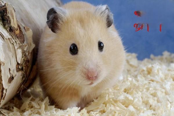 快一個月大的三線鼠，共七隻，需要好心主人領養他們,賣老鼠- 寵寵微積手機版