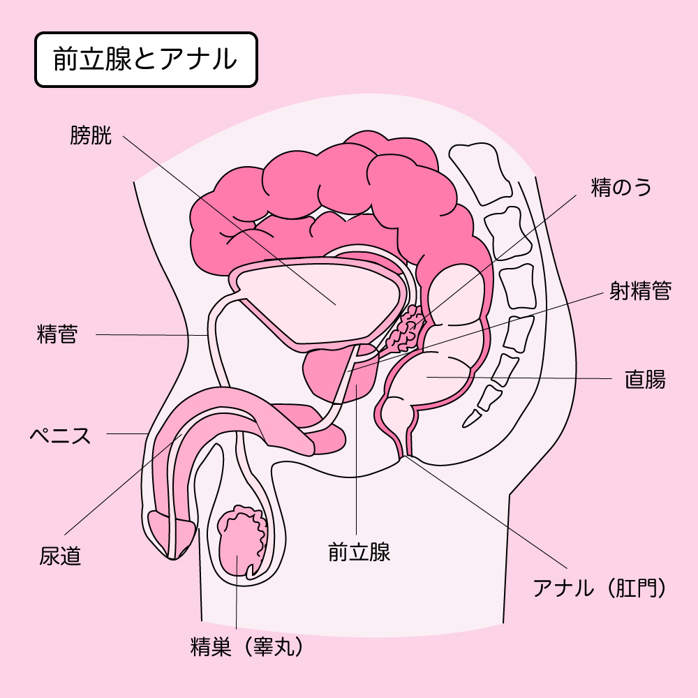 アナルファック（AF）とはどんなプレイ？やり方や注意点・必要な準備を詳細解説｜風じゃマガジン