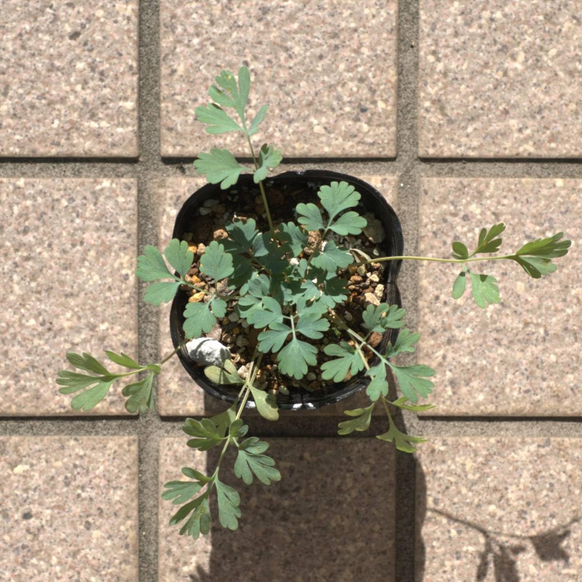 コリダリス 宿根エンゴサク ：ブルーハロン 3号ポット の通販園芸ネット