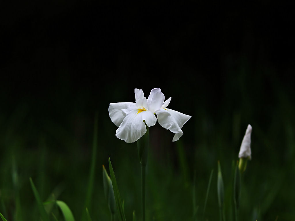 写真日記 2009年3月 上坂部西公園