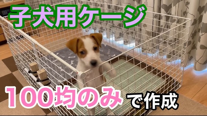 ダイソーの商品で爬虫類ケージを作るとこうなる