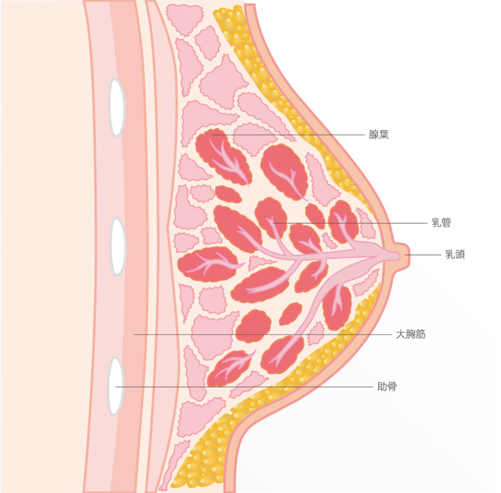 4つの乳首の形や乳頭タイプを解説!女性の4人に1人が悩んでいるのは陥没乳首!?｜陥没乳頭（陥没乳首）対策改善サイト