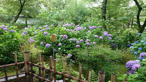 雨でも】6月の京都観光におすすめしたい観光スポット5選 | aumo[アウモ]