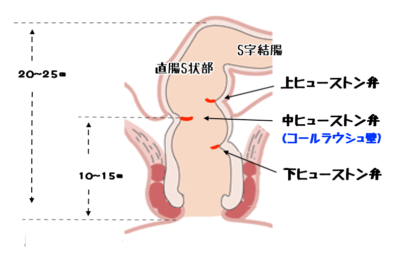 楽天ブックス: アナル100％ おマ○コよりアナルの方が気持ちよくて仕方がない 6名240分 -