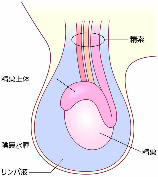 睾丸マッサージのやり方講座！風俗嬢の指名を増やす秘訣もご紹介！ | はじ風ブログ