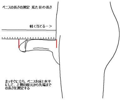 日本人のペニスサイズ調査～長さと太さの相関性 | 男性生殖器マニア