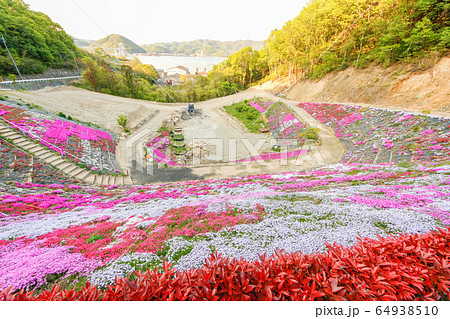 広島県福山市内海町のふくろうの花畑に咲く芝桜①の写真素材 [64938510] - PIXTA