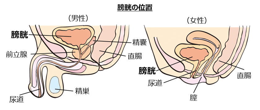 女性泌尿器科疾患 | 病診連携