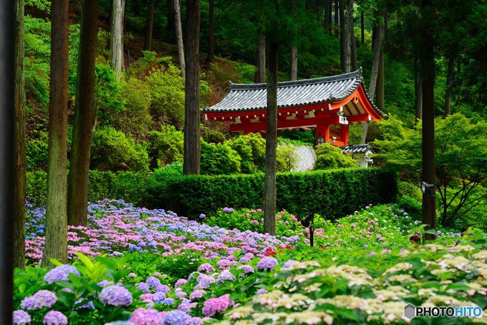 京都】梅雨の絶景！「紫陽花の名所」6選｜日本屈指の有名寺から穴場まで | NAVITIME