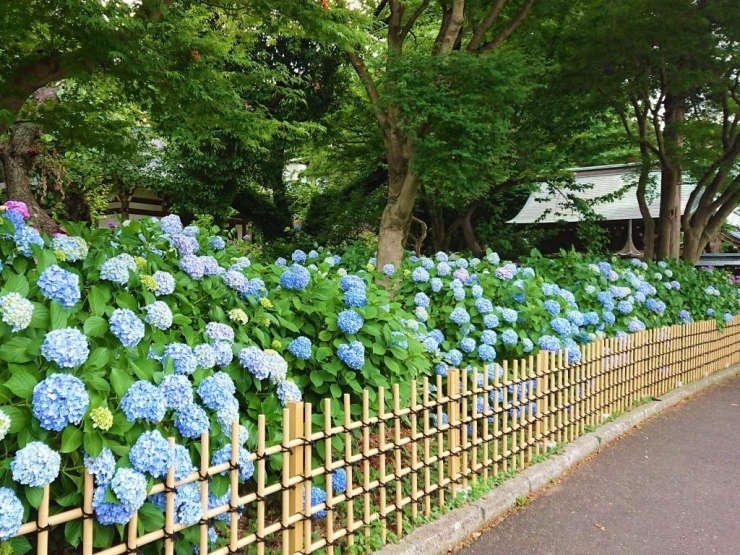 店内風景 : 紫陽花（あじさい）｜岐阜市・都通のリラクゼーションマッサージ