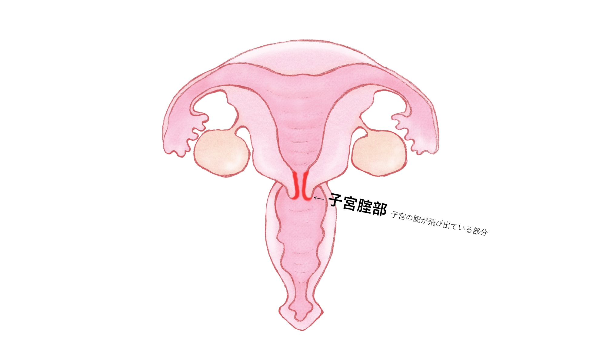 ポルチオってどこにあるの？場所や開発するメリットについて解説