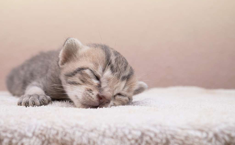 猫が獲物やおもちゃくわえて持ってくる→鳴く/唸るのなぜ？ぬいぐるみくわえて運ぶ子も | ノアルブログ