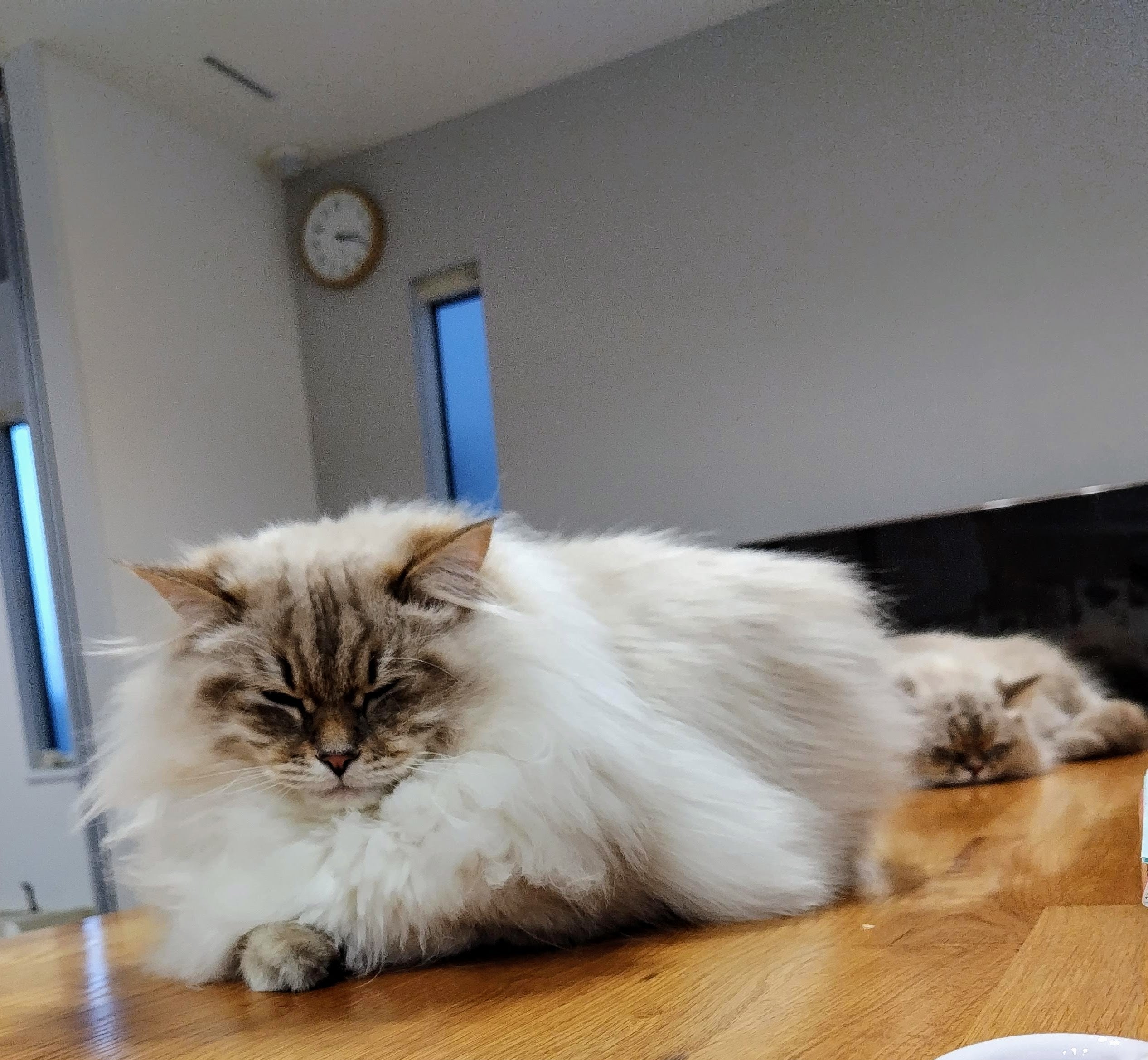 猫になるか、猿になるか？ぷっくりハリのある「ひげ袋」を目指せニャンダフルなコスメたち- WWDJAPAN