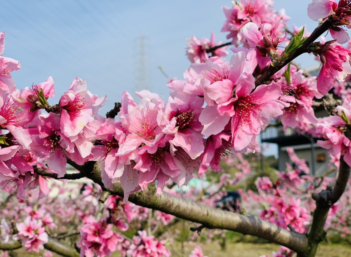 満開の桜をイメージした期間限定ルームで“お花見”を／ザ ロイヤルパーク キャンバス 銀座８ |