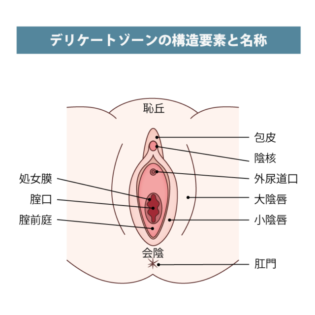 ペニスのサイズはどれくらい？TENGA社内で測ってみた - TENGAヘルスケア プロダクトサイト