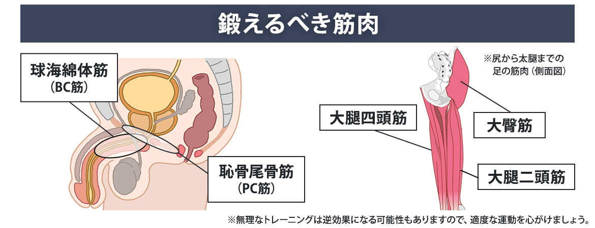 アネロスを動かす筋肉「PC筋（骨盤底筋）」のトレーニングの仕方 | アネドラ