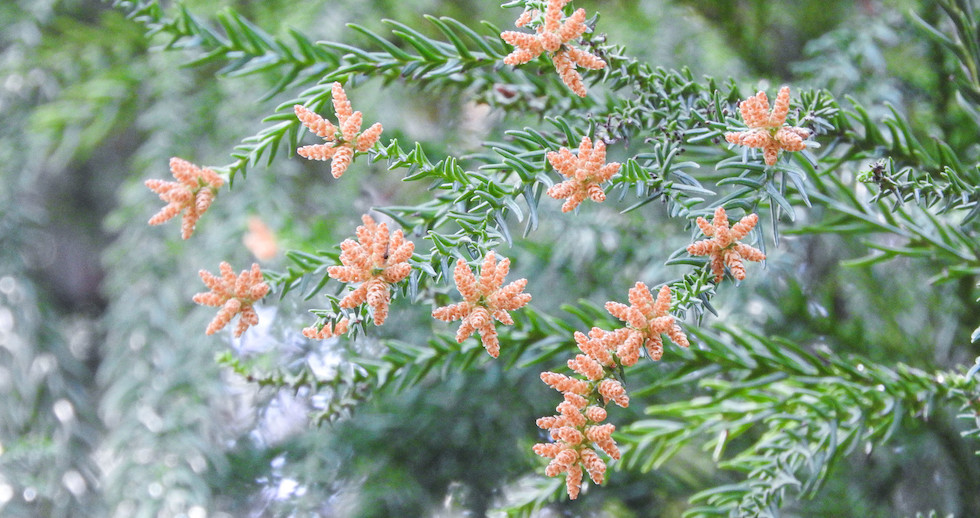 今日14日の花粉情報 東京は飛散開始で対策必要 この先は飛散量が一気に増える日も (2024年2月14日) -