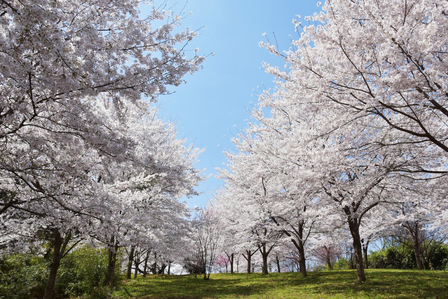 株式会社bloom|地元密着！売主様の「納得」と「理解」を大切に、安心・安全なお取引の実現を目指します！|不動産売却・買取専門のイクラ不動産 大阪府大阪 市福島区出張所 加盟店詳細情報