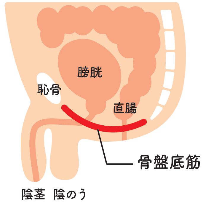 射精の勢いを取り戻す射精筋群トレーニング | 男性生殖器マニア