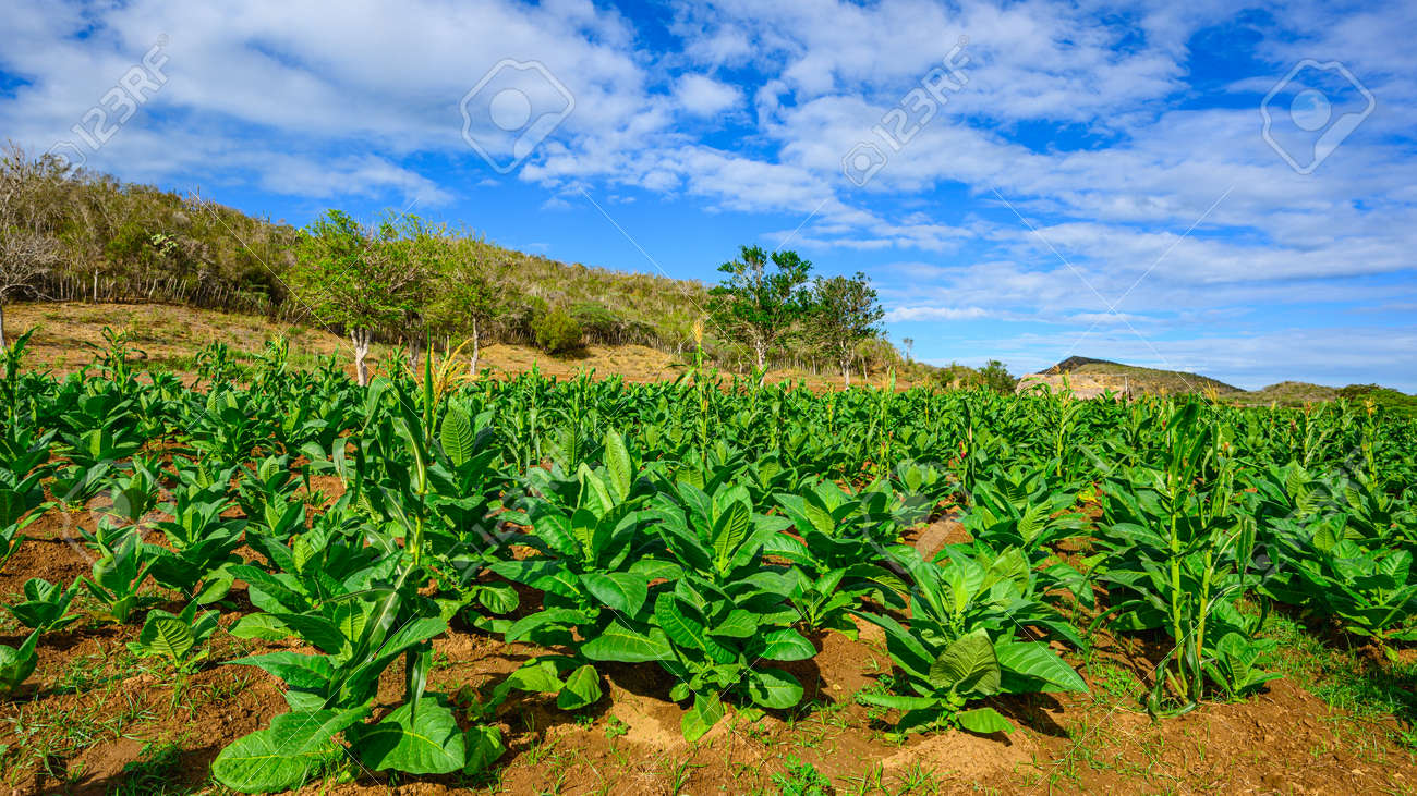 簡単！ミニ海苔巻きコマキンパの作り方。からしの醤油だれ付きの麻薬キンパ☆カライチ