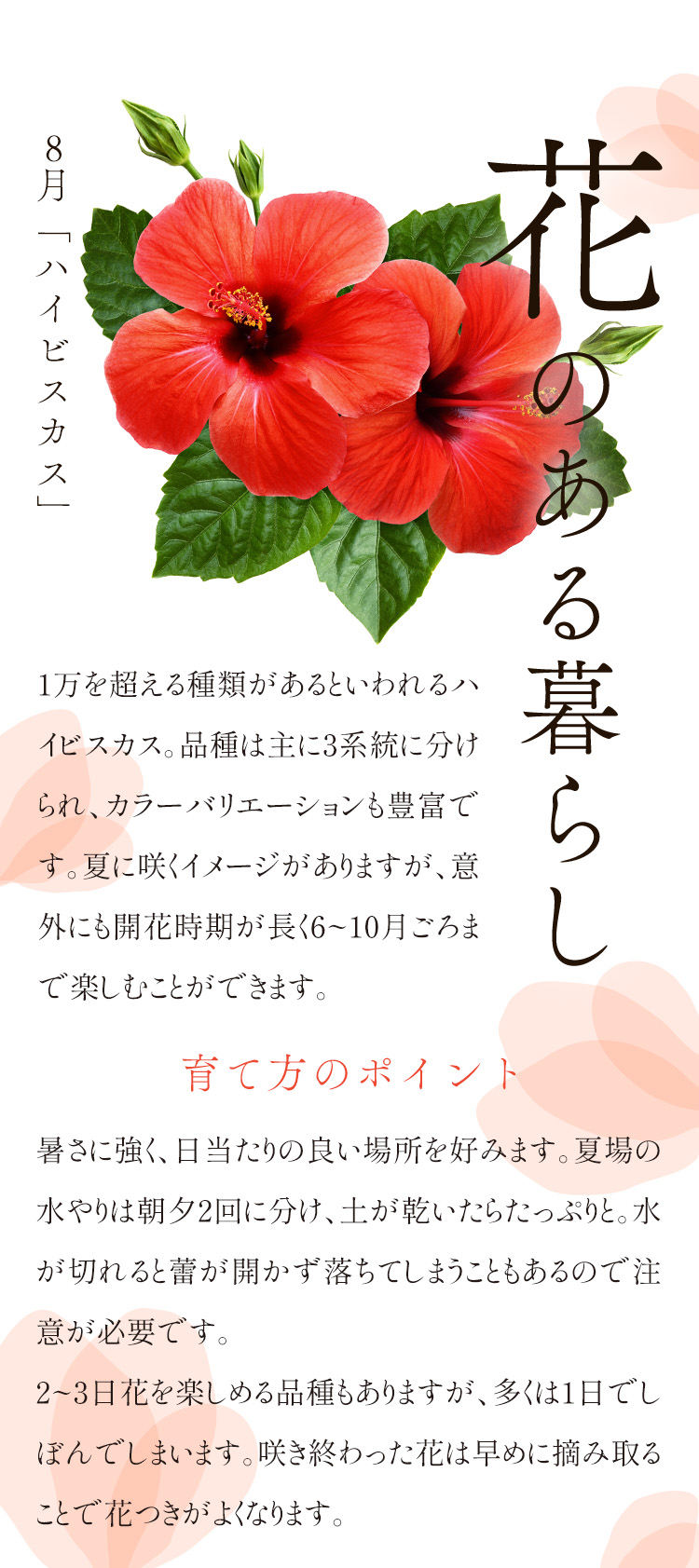 今年も咲いてくれました！ : 毎年受賞歴多数！外構専門店サコヤマエクステリアのブログ