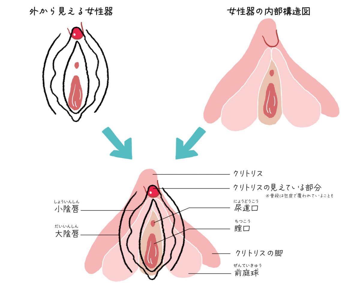 クリトリスの触り方マニュアル｜女性が気持ちいいテクニック10選｜風じゃマガジン