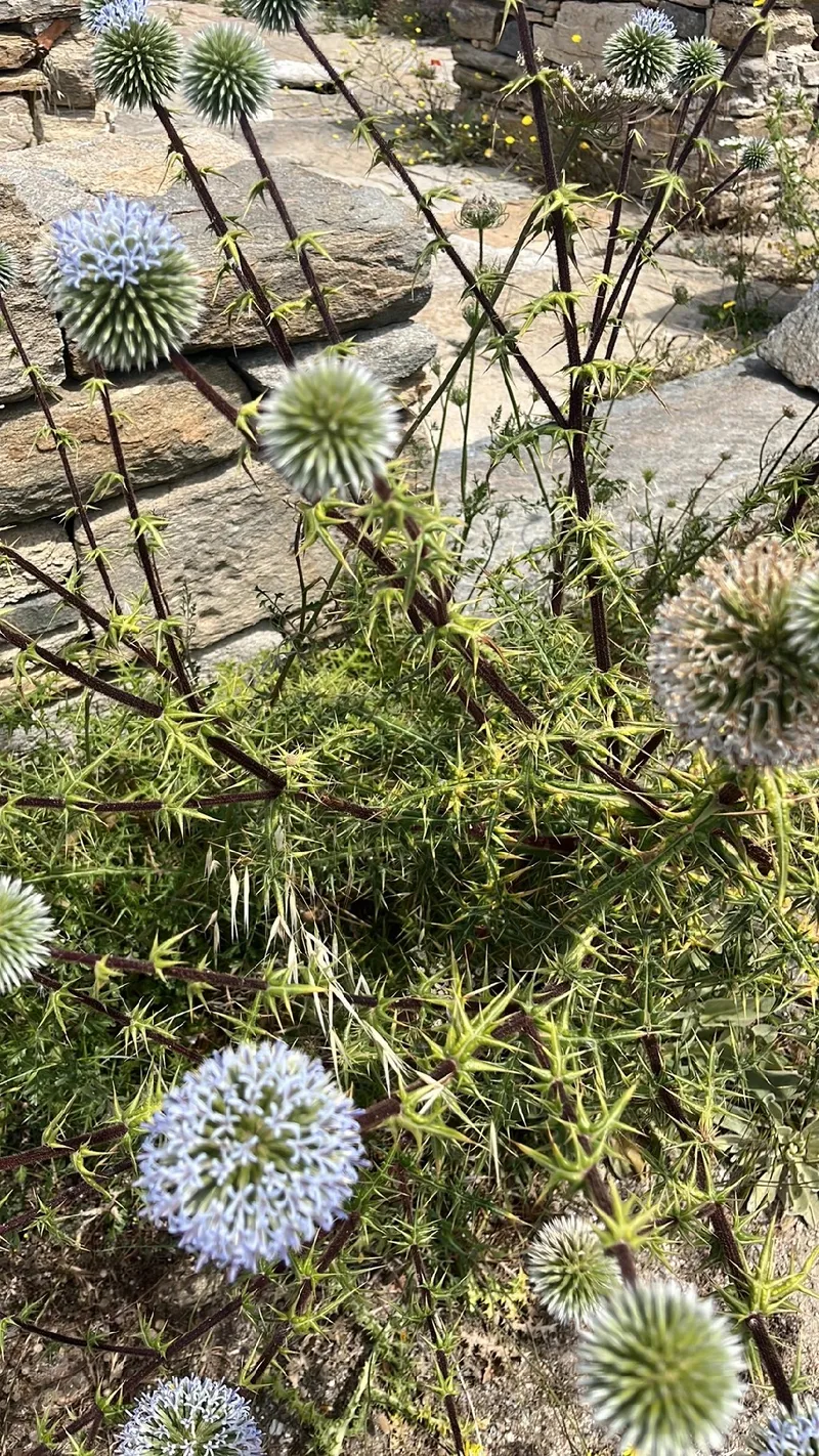 ウェベルバウエロケレウス 天狼(Utahia sileri) 多肉植物データベース