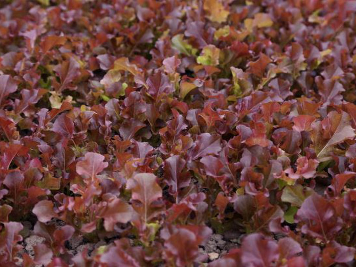 丹波リーフ株式会社へのレビュー・商品：兵庫県食べチョク産地直送 産直 お取り寄せ通販 - 農家・漁師から旬の食材を直送