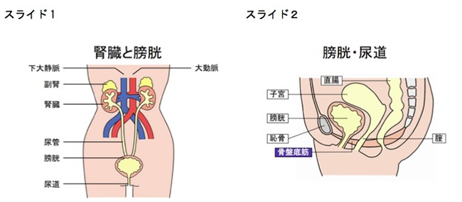 不安な”尿もれ”対策最前線「膣ハイフ、ロボット手術」ほか注目の治療法を医師が解説 (1/1)| 介護ポストセブン