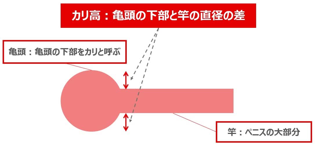 カリ高』新治療：異物を入れずにカリ高・亀頭をサイズUP+亀頭のアンチエイジングまで