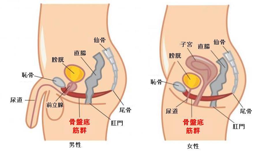 EDを正しく理解して改善しよう！勃起不全・勃起障害のすべてを秋葉原のメンズクリニック院長が解説