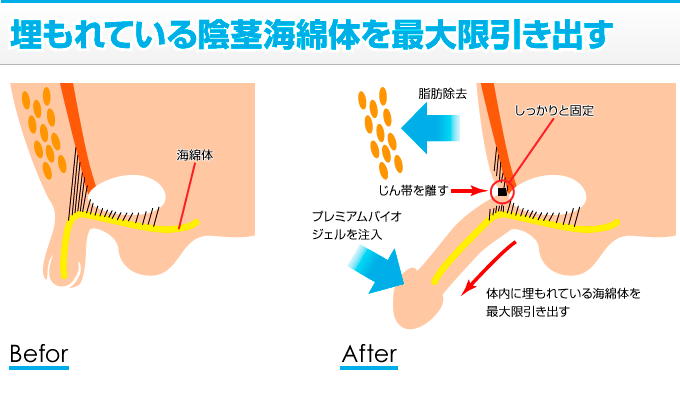 みんな気になるペニスサイズ 日本人の平均は何センチ？図り方はこれだ！ |