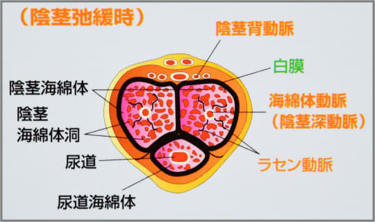 高校生からでも始められる巨根になるためのトレーニング方法を解説｜Cheeek [チーク]