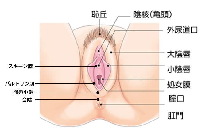 女性の膀胱炎・尿道炎・尿もれ、原因と対処法とは-生理用品のソフィ