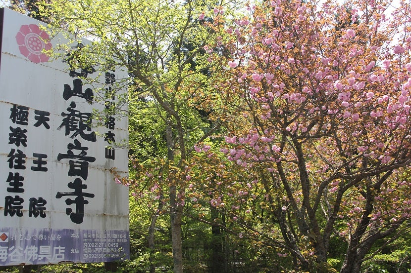 行く春 呑山観音寺、山王寺 (福岡県篠栗町)（2024.04.14） | お出掛け日記２