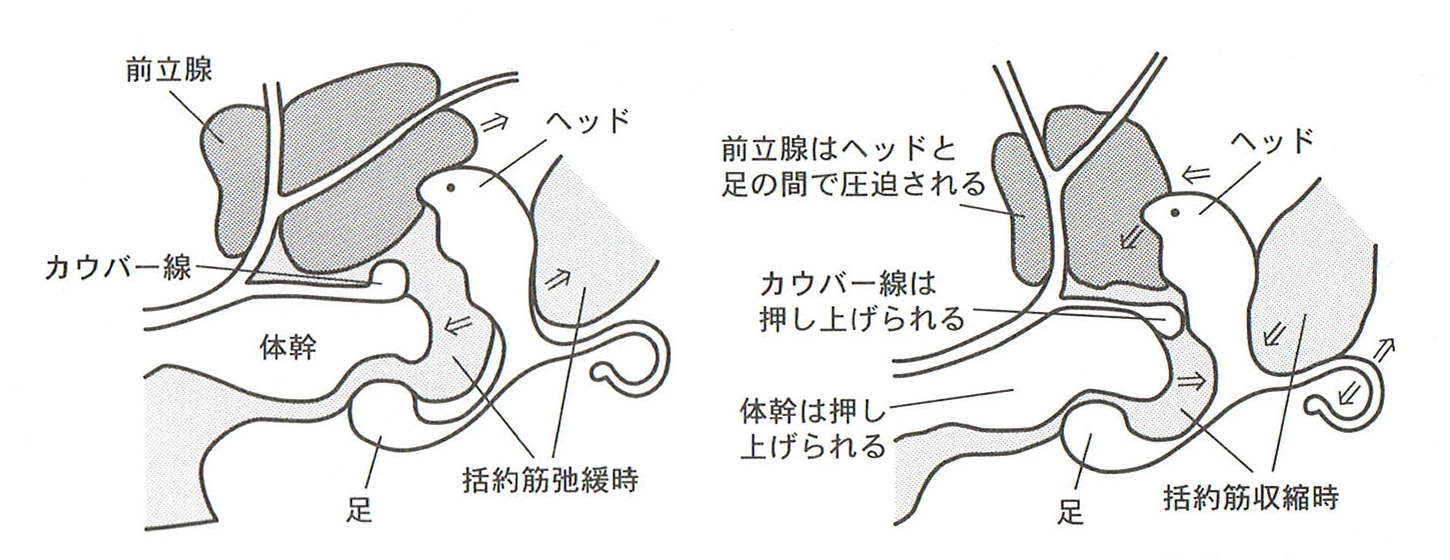 Enemagra(R)Dildo 彩【irodori】 (エネマグラ ディルド